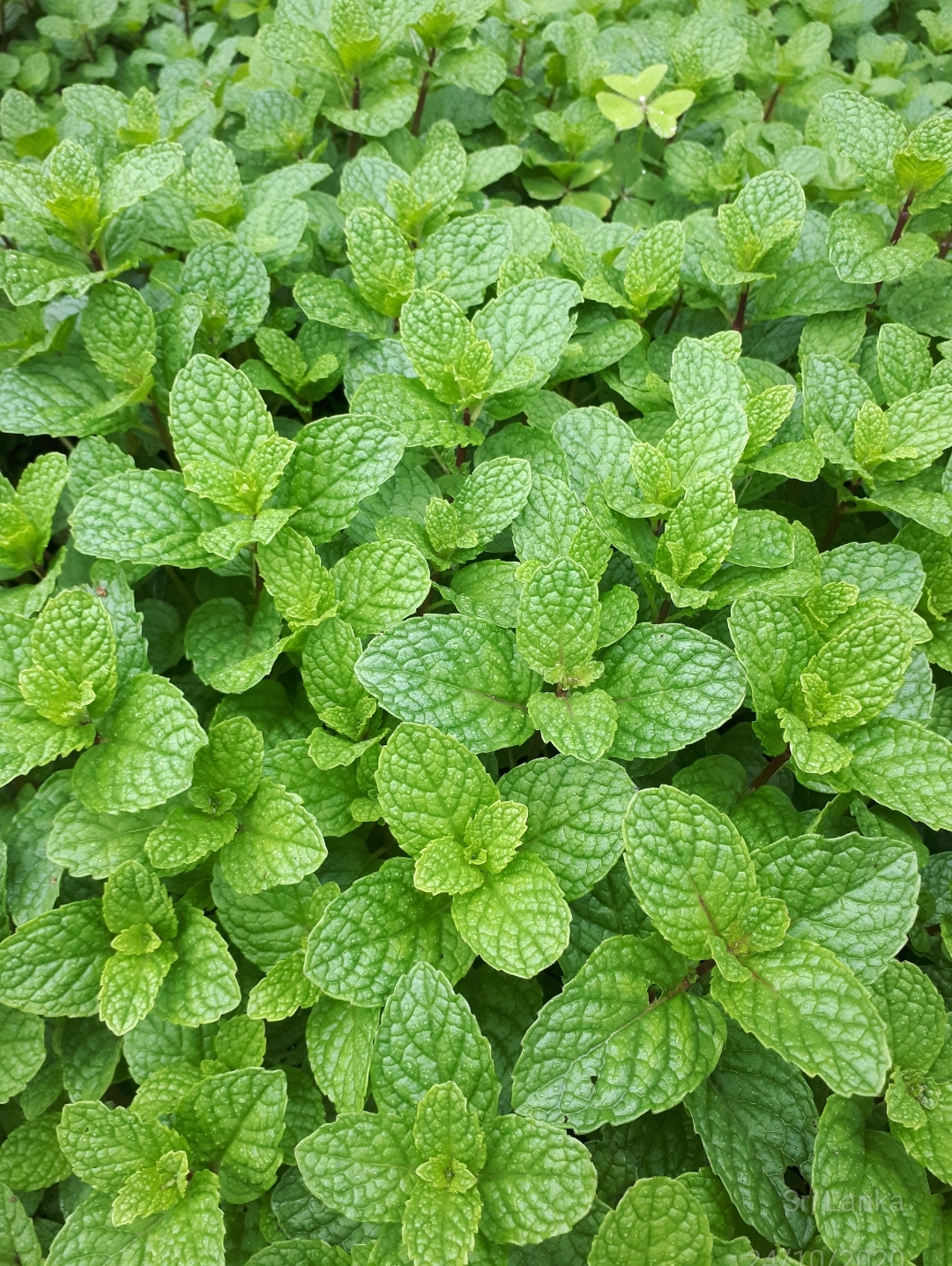 Mint Leaves